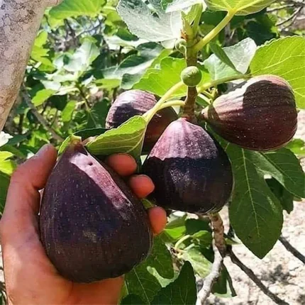 نهال انجیر سیاه در نهال فروشی شندآباد