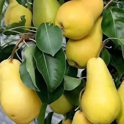 خرید نهال گلابی بیروتی