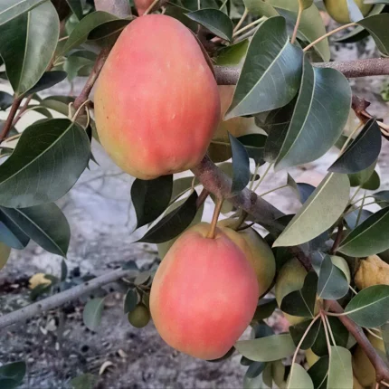 خرید نهال انبه