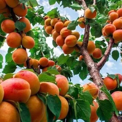 خرید نهال زردآلو عسگر آبادی