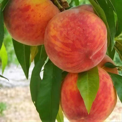 خرید نهال هلو زعفرانی