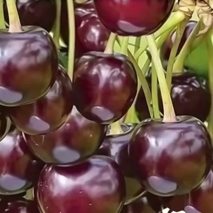 خرید نهال آلبالو بوترمو