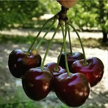 خرید نهال گیلاس تکدانه مشهد