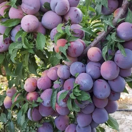 خرید نهال آلو شابلون