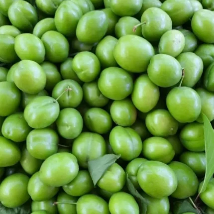 خرید نهال گوجه سبز سردرود