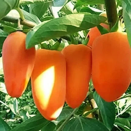 خرید نهال خرمالو موزی