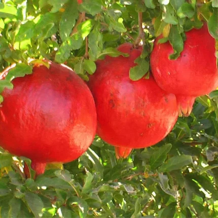 خرید نهال انار ساوه