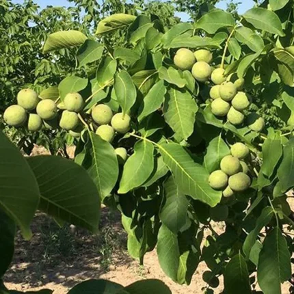 مشخصات درخت گردو چندلر