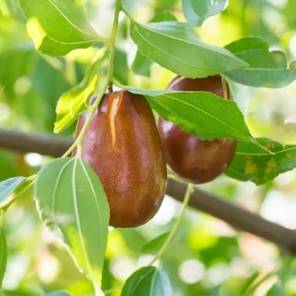 خرید نهال عناب