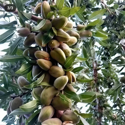 خرید نهال بادام تونو
