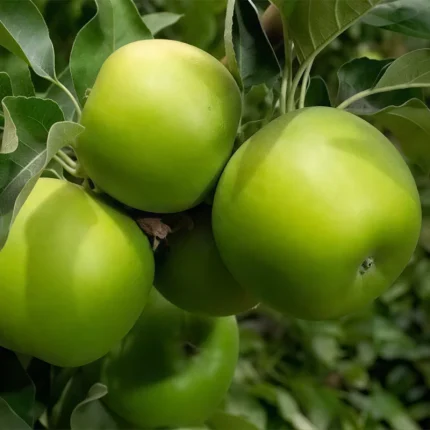 خرید نهال سیب گرانی اسمیت