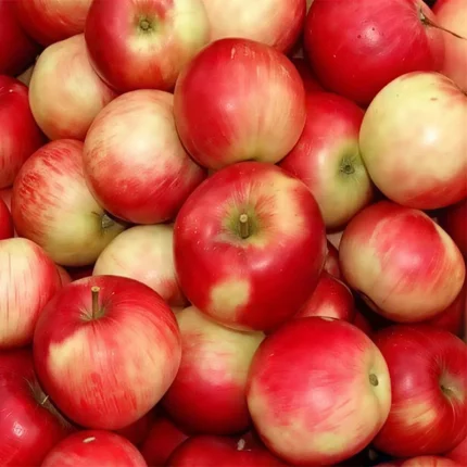 خرید نهال سیب دو رنگ فرانسه